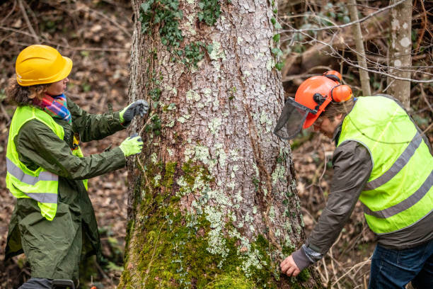 Best Tree Risk Assessment  in Santa Maria, CA